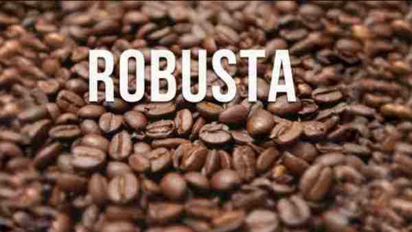 hạt cà phê nguyên chất Robusta