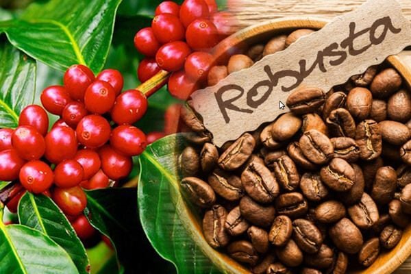 Phân biệt cà phê Robusta và Arabica
