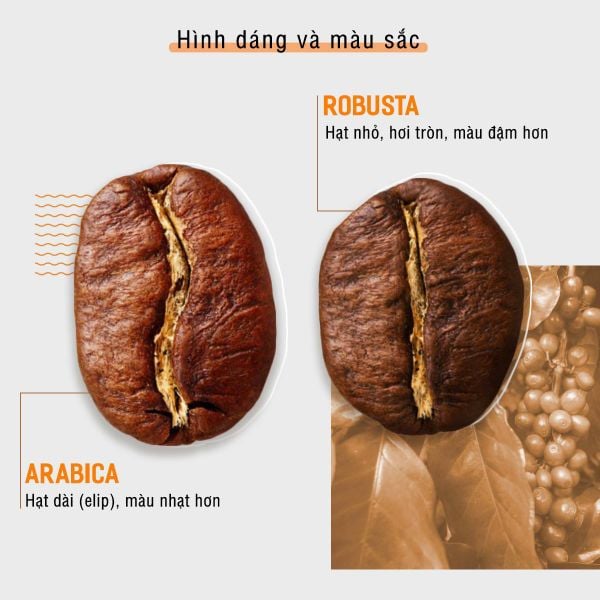 Phân biệt cà phê Robusta và Arabica