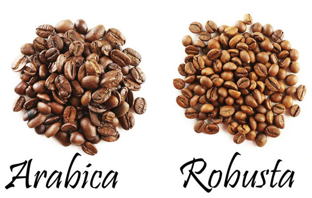 Hạt cà phê Robusta và Arabica